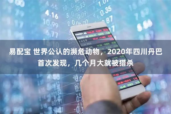 易配宝 世界公认的濒危动物，2020年四川丹巴首次发现，几个月大就被猎杀