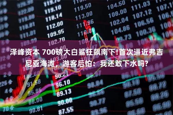 泽峰资本 700磅大白鲨狂飙南下!首次逼近弗吉尼亚海滩，游客后怕：我还敢下水吗?